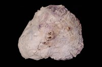 藏品(千妮氏牡蠣)的圖片